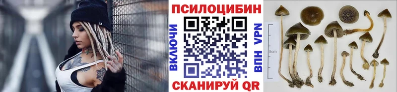 где можно купить   Северск  Псилоцибиновые грибы мицелий 